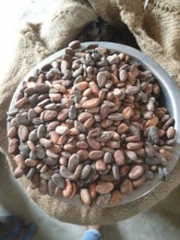 cocoa bean - product's photo
