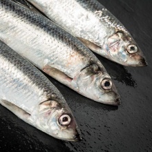 frozen atlantic herring (clupea harengus) - product's photo