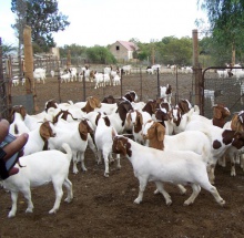 boar goats cows , senaan goats and sheep - product's photo