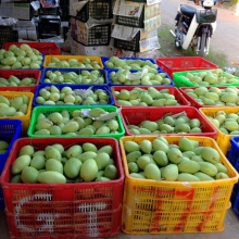  fresh mango price , mango fruit - product's photo