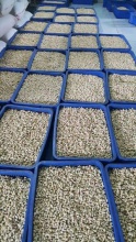 best quality of raw cashew nuts in africa - product's photo