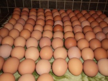 fertile chicken eggs for sale - product's photo
