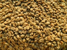  green coffee beans (arabica coffee) grade: aa, a, and ab+27719755564 - product's photo