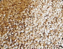 wholesale  sesame seeds  - product's photo