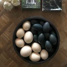 ostrich chicks and fertile eggs for sale - product's photo