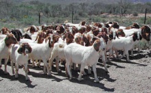 100% full blood live boer goats, saanen goats, anglo numbian goats for - product's photo
