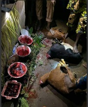 sandradan1  - product's photo