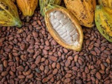 cocoa beans - product's photo
