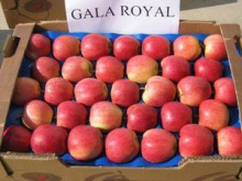  wholesale fresh royal gala apples - product's photo