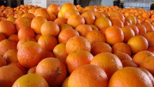 navel orange / valencia orange / baladi orange  - product's photo