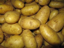 fresh and high-quality yellow potatoes from peru contact us+1424226803 - product's photo