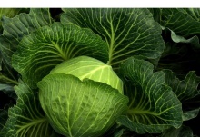 fresh cabbage  - product's photo