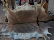 high quality wet salted donkey hides -well processed - product's photo