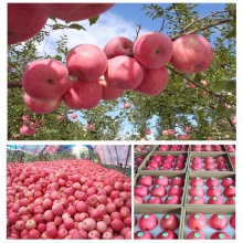 competitive price apple fruits fresh style pome stype fruits fuji appl - product's photo
