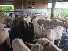 live boer goats,saanen goats, - product's photo