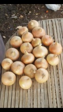 good quality onions for sale - product's photo