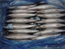 quality frozen pacific mackerel - product's photo