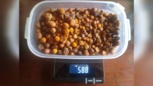 ox gallstones 80/20 cow,ox,cattle gallstones - product's photo