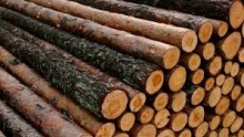 wood logs - product's photo