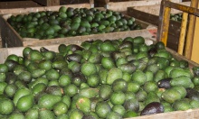 hass avocados  - product's photo