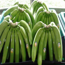 fresh cavendish bananas of ecuador - product's photo