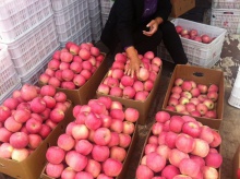 first class quality fresh gala apples available for sale - product's photo