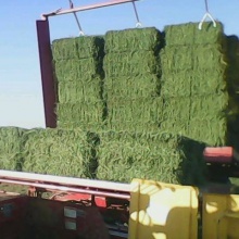 alfalfa hay - product's photo