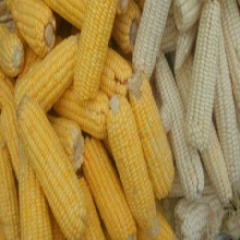 white and yellow corn/maize grade 1  - product's photo
