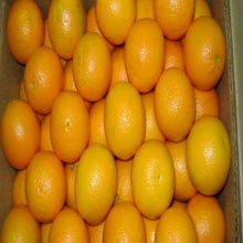 fresh orange for sale  - product's photo