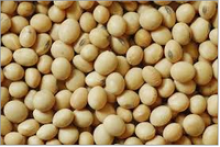 soybean seeds - product's photo