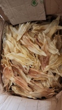 dried corvina fish bladder - product's photo