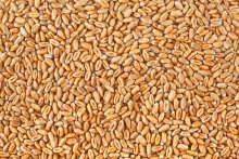 wheat - product's photo