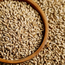 buy wheat grains wholesale - product's photo