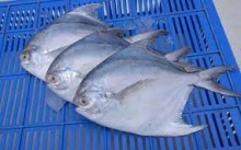 frozen silver pomfret - product's photo