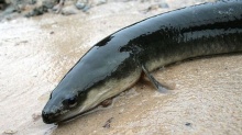 anguilla fish - product's photo