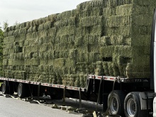100% alfalfa hay animal feed - product's photo