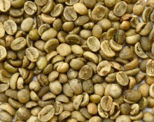 robusta coffee beans - product's photo
