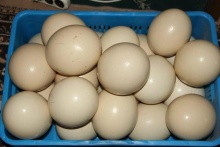 fresh fertile ostrich eggs for sale - product's photo