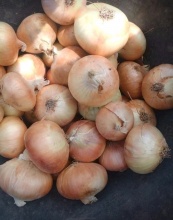 fresh yellow onion, white onion for sale - product's photo