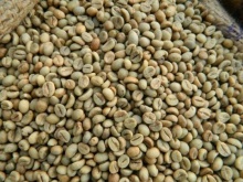 robusta coffee beans / polished robusta green coffee beans - product's photo