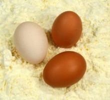 egg albumen powder - product's photo