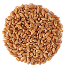 top grade barley grains premium barley seeds/animal feed barley grain - product's photo