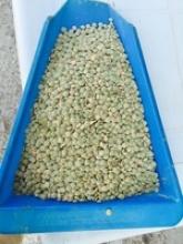 green lentils - product's photo