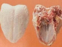 chicken breast bone in skin on - product's photo