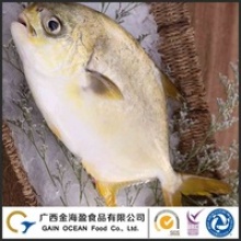 frozen whole golden pompano fish - product's photo