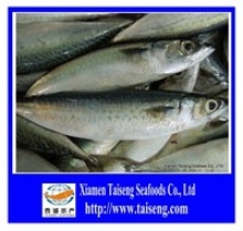 frozen pacific mackerel - product's photo