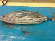  frozen tuna fish skipjack - product's photo
