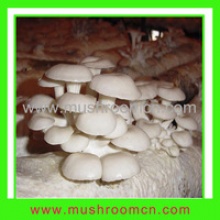 oyster mushroom substrate - product's photo