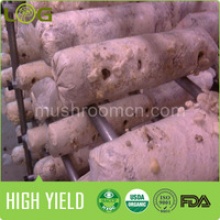 white frsh oyster mushrom - product's photo