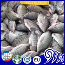  whole tilapia fish - product's photo